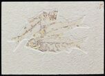 Multiple Knightia Fossil Fish Plate - x #42406-1